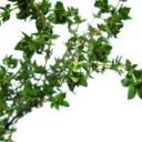 thyme.jpg