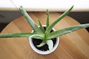 Aloe vera - lékárna ve vašem květináči