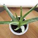 Aloe vera - lékárna ve vašem květináči