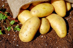 brambory, zdraví, zdravá výživa, minerály, vitaminy