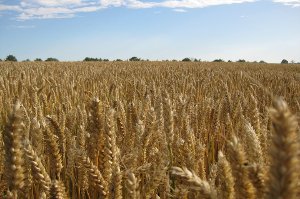 bulgur, zdraví, obiloviny, příprava bulguru