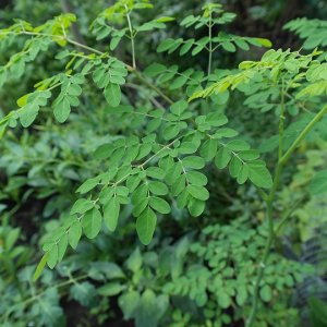 vitamíny, Moringa karibská, nemoci, přírodní medicína, výživové doplňky