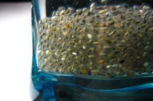 Chia semínka a spirulina - dvojice pro ty, kteří si cení svého zdraví