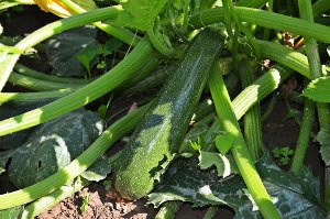 zelenina, cuketa, vitaminy, vláknina, minerály, hubnutí