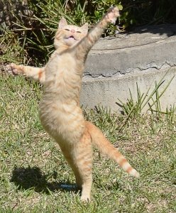fitbalet, cvičení, sport, hubnutí, zdraví