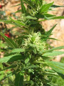 Marihuana škodí plicím více než tabák