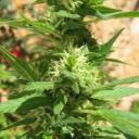 Marihuana škodí plicím více než tabák