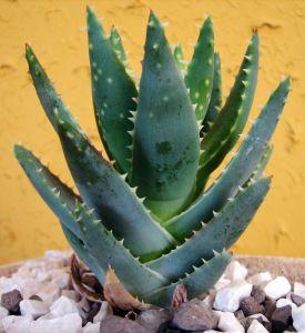 Aloe vera - čerstvý gel z listu je vždy lepší než konzervovaný výtažek