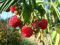 maliny, masky, zdraví, dieta, postava