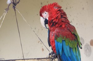 Máme doma papouška, kterého budeme poslouchat