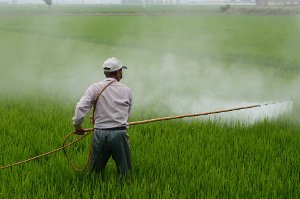 zdraví, ovoce, zelenina, pesticidy, hnojiva, škůdci, zemědělství