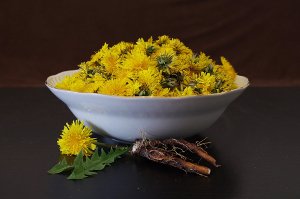 pampeliška, bylinky, zdraví, játra, diabetes, cukrovka