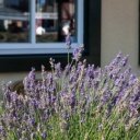 Bylinky, které zaženou chmury a deprese