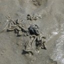 Deset nejnebezpečnějších parazitů, které jsou přenosné na lidi