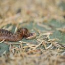 Fobie se léčí šokem, hypnózou, ale i relaxačním sezením s odborníkem
