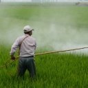 Ovoce a zelenina bez pesticidů - zdraví z vaší zahrádky