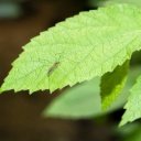 Poštípání od komára může být pro alergika velmi nebezpečné