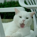 Proč je zívání, svědění a pohled na bolest tak nakažlivé?