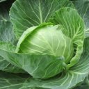 Zelí - zelenina proti rakovině, obezitě, cukrovce a stárnutí