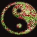 Zlatý kohout stojící na jedné noze - jednoduché čínské cvičení pro zdraví