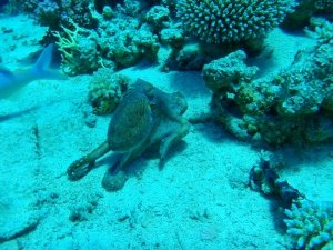 sport, potápění, freediving, sebeovládání