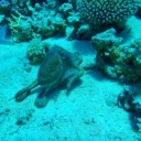Potápění na jeden nádech - freediving
