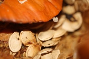 prostata, zánět prostaty, rakovina, detoxikace