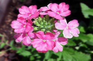 verbena, prostata, zdraví, přírodní medicína, muži