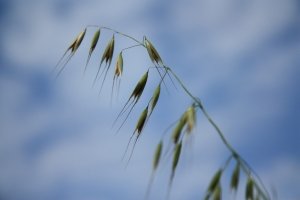 únavy, regenerace, bylinky, čaje