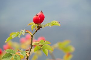 zdraví, vitaminy, šípek, imunita, krása