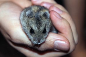 chovatelství, životní prostředí, chov domácích zvířat